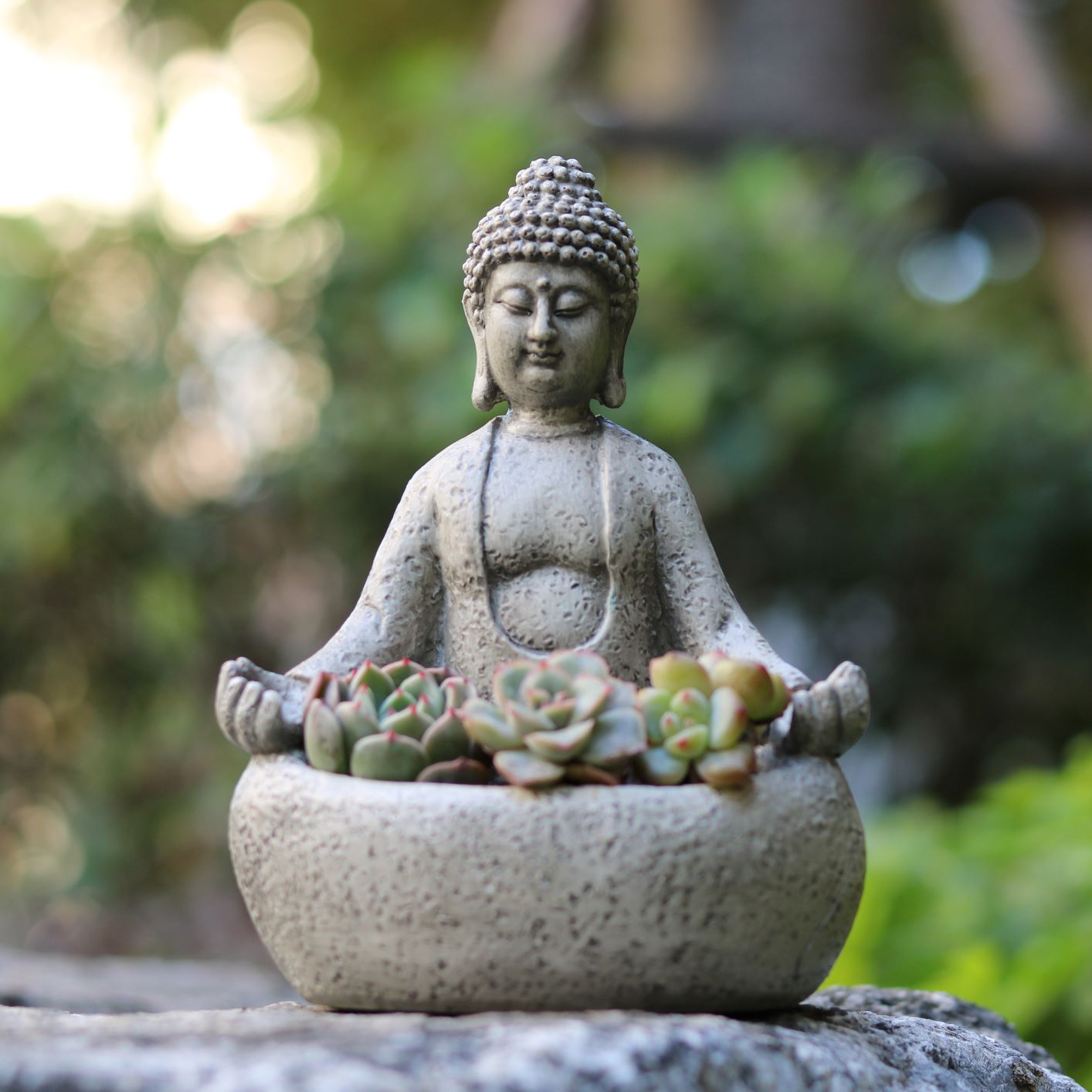 وعاء زرع نباتات الصبار على شكل - مراجعة Succulent Planter Pot وسعره