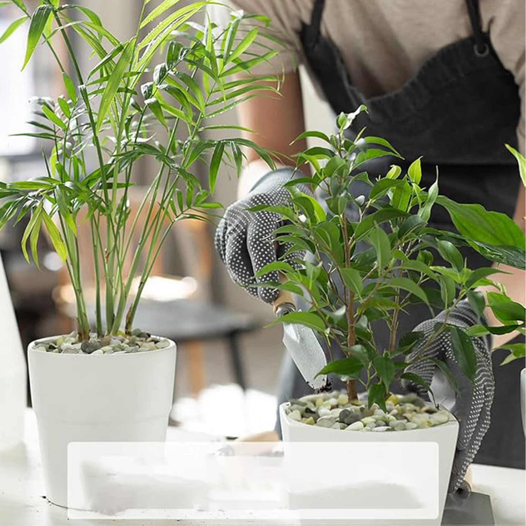 حصى عصارية وصبار، أحجار مصقولة - مراجعة Succulent Planter Pot وسعره